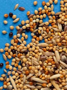 Rio feed for Budgies by pets galleria pet store nairobi kenya