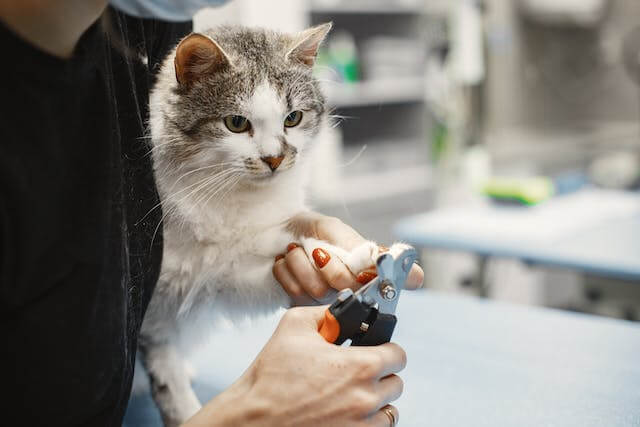 cat grooming