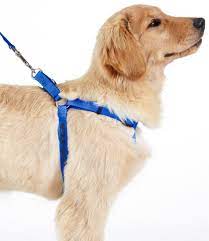 One leash